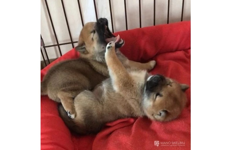 Shiba Inu šuniukai