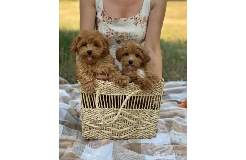 Elitinis Maltipoo šuniukas