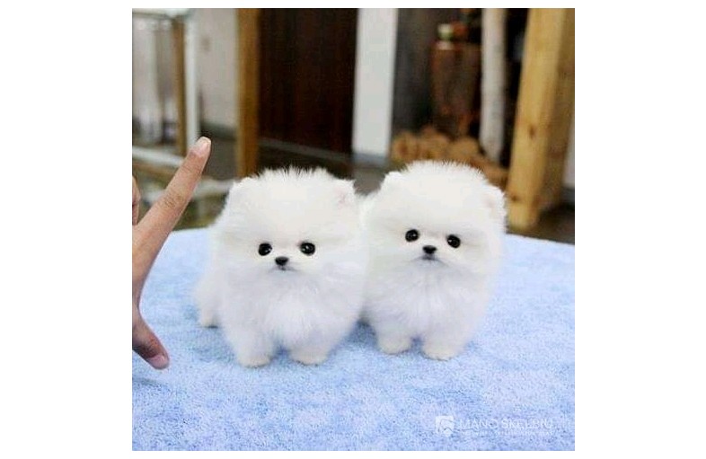 2 beautiful Pomeranian puppies.