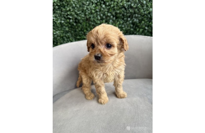 Cavapoo Puppies Available