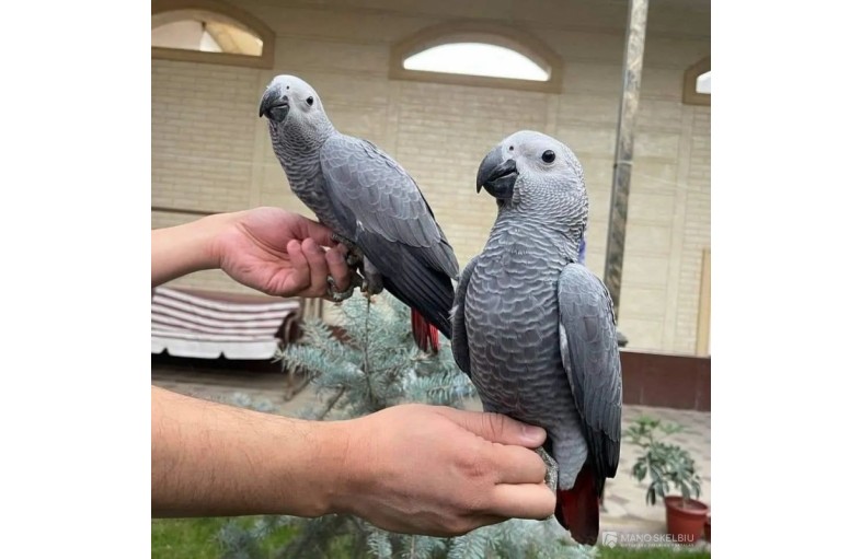 4 afrikiniai pilkieji špicai (žaismingi).