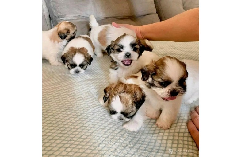 Šicu šuniukai WhatsApp: +372 5845 0786