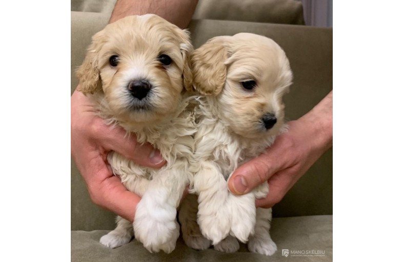 ​​​​​​​Maltipoo WhatsApp:+37258450786