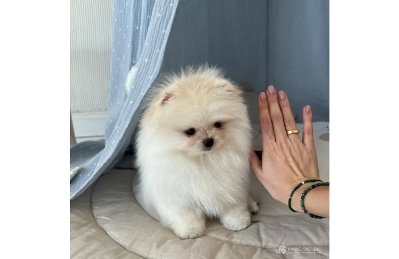 Pomeranijos špicų whatsapp: +372 58450786