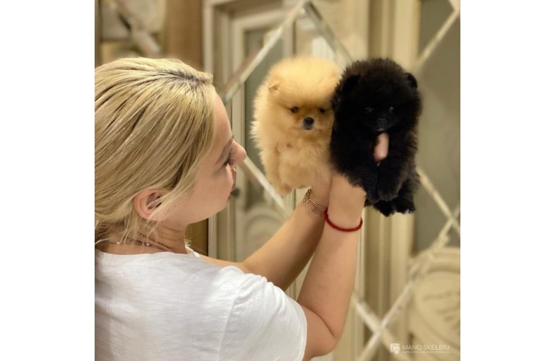 Aukštos kokybės Pomeranijos špicų šuniukai