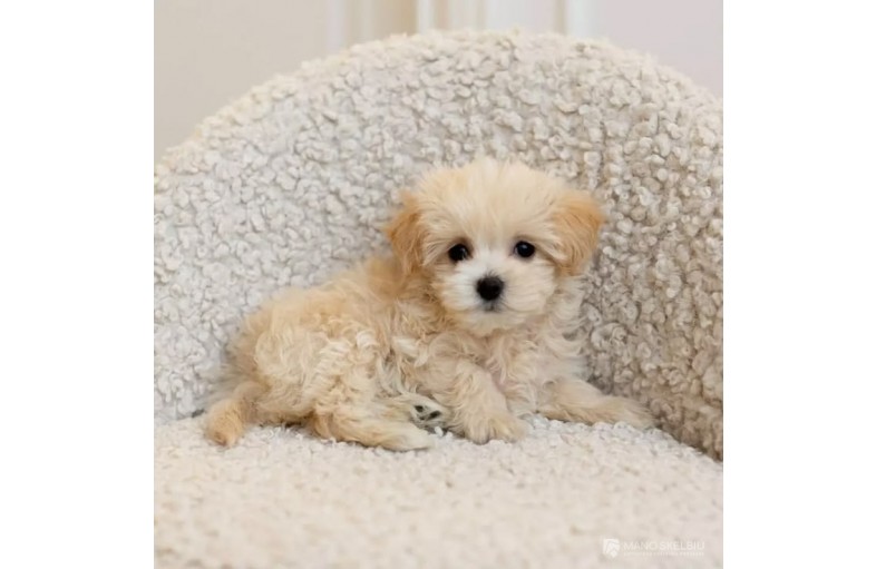 Maltipoo šuniukai laisvi