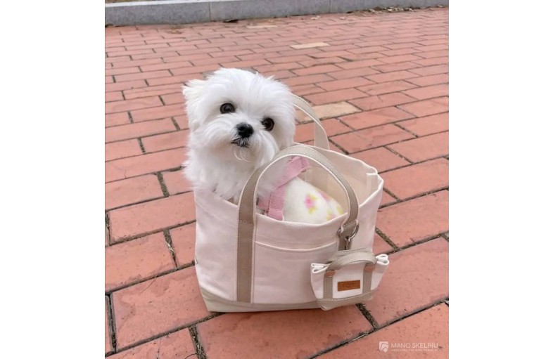 Beautiful Maltese puppies...