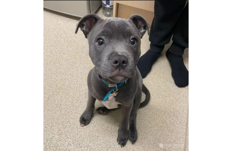 Staffordshire  bull Terrier puppies