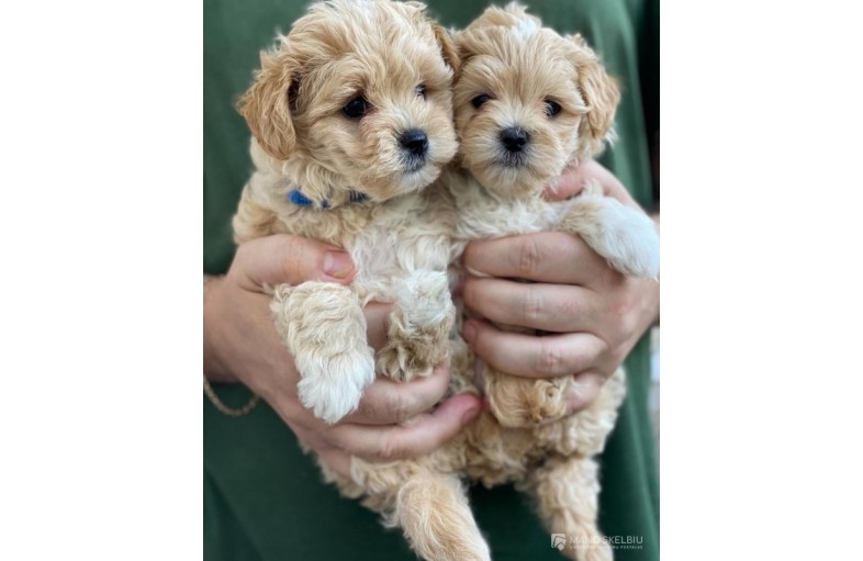 Maltipoo puppies