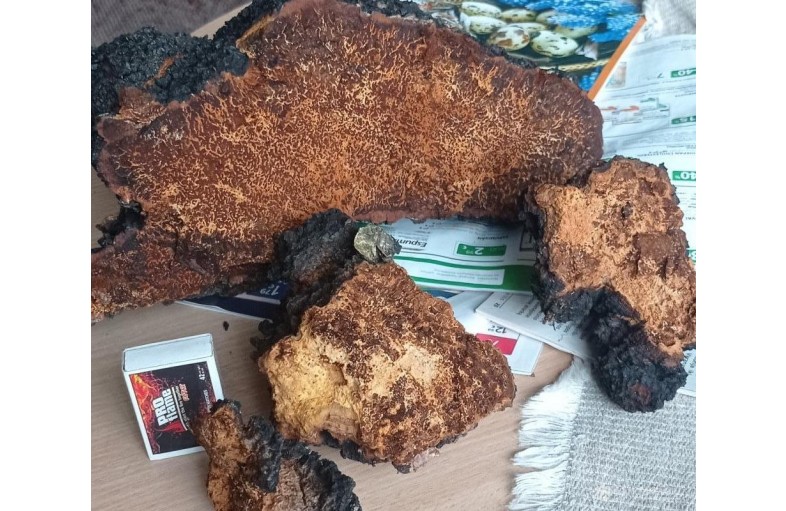 Chaga, Juodasis Berzo Grybas