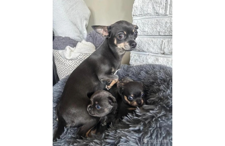 Chihuahua-pentu on erinomainen seuralainen: