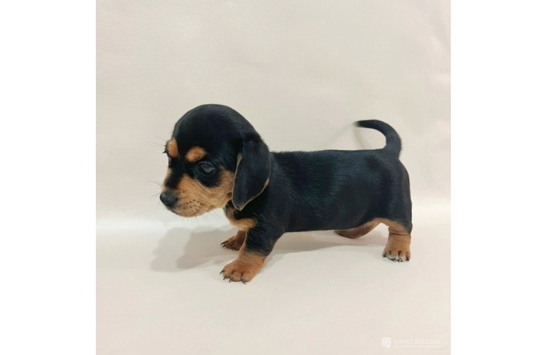 Dachshund puppies whatsApp: (+372 5845 0786)