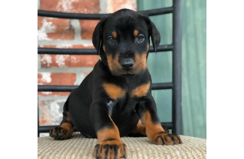 DOBERMANŲ šuniukai