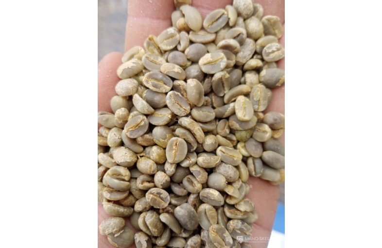 Green Robusta Coffee For Sell