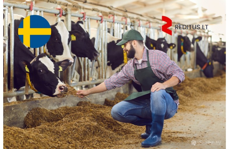 Gyvulininkystės ūkio darbuotojai – darbas Šve