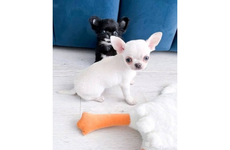Male & Female Chihuahua Puppies for Sale