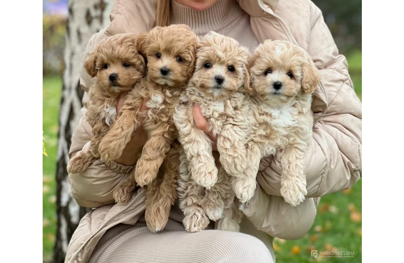 Maltipoo puppies