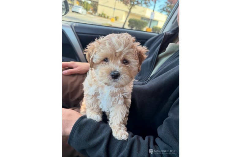 Nuostabi abrikosų maltipoo šuniukų vada