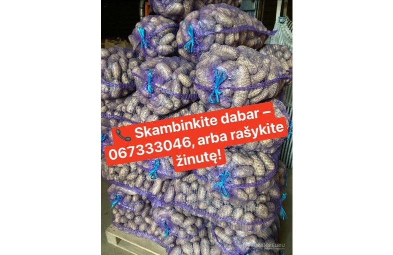 Vežu bulves į Plungę ir Telšius