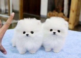 2 beautiful Pomeranian puppies.