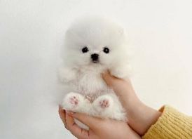 2 beautiful Pomeranian puppies.