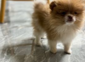 2 beautiful Pomeranian puppies.