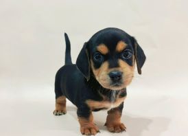 Dachshund puppies whatsApp: (+372 5845 0786)