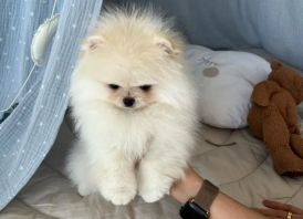 Pomeranijos špicų whatsapp: +372 58450786