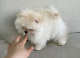 Pomeranijos špicų whatsapp: +372 58450786