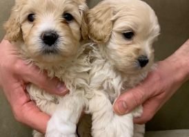 ​​​​​​​Maltipoo WhatsApp:+37258450786