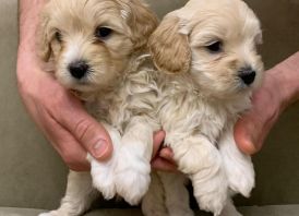 ​​​​​​​Maltipoo WhatsApp:+37258450786