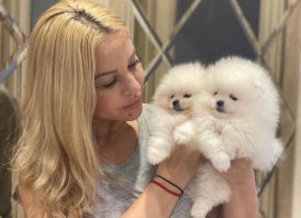 Aukštos kokybės Pomeranijos špicų šuniukai