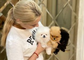 Aukštos kokybės Pomeranijos špicų šuniukai