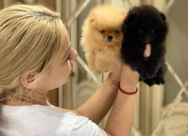 Aukštos kokybės Pomeranijos špicų šuniukai