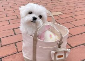 Beautiful Maltese puppies...