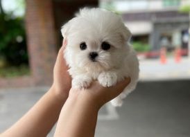 Beautiful Maltese puppies...
