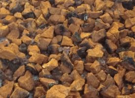 Chaga, Juodasis Berzo Grybas