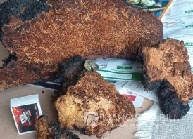 Chaga, Juodasis Berzo Grybas