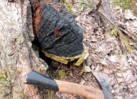 Chaga, Juodasis Berzo Grybas