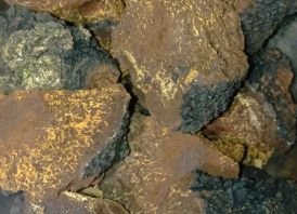 Chaga, Juodasis Berzo Grybas