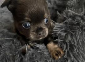 Chihuahua-pentu on erinomainen seuralainen: