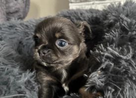 Chihuahua-pentu on erinomainen seuralainen: