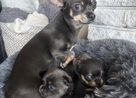 Chihuahua-pentu on erinomainen seuralainen: