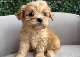 Cavapoo Puppies Available