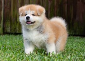 Elitinis Akita šuniukas