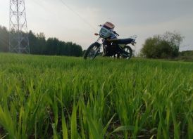 Honda MBX