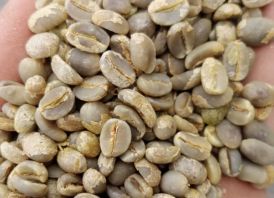 Green Robusta Coffee For Sell