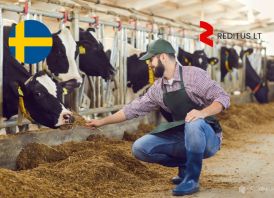 Gyvulininkystės ūkio darbuotojai – darbas Šve