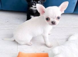 Male & Female Chihuahua Puppies for Sale
