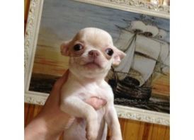 Male & Female Chihuahua Puppies for Sale